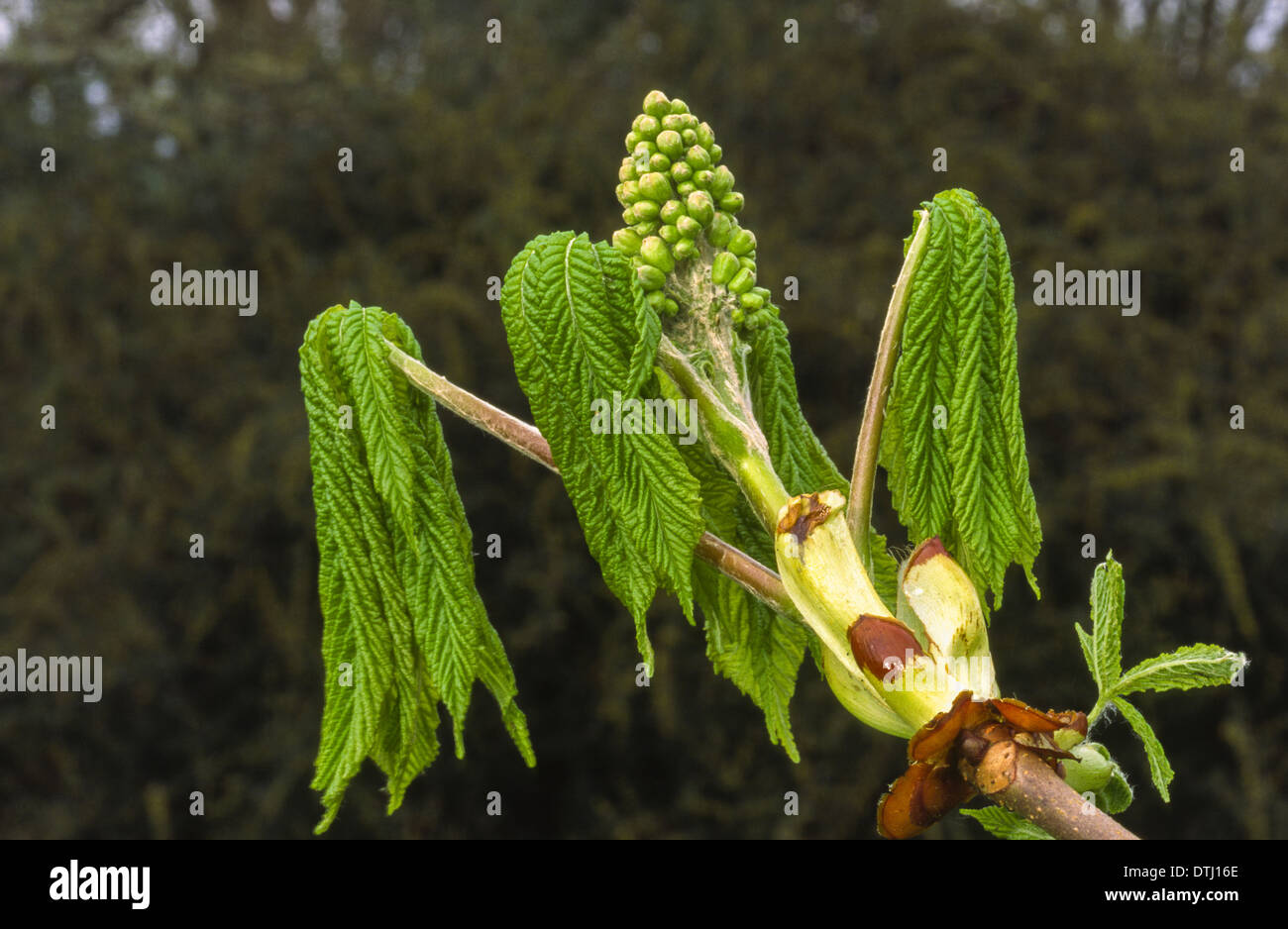 Pferd-Kastanie (Aesculus Hippocastanum) Knospen und Blätter Eröffnung im Frühjahr Stockfoto