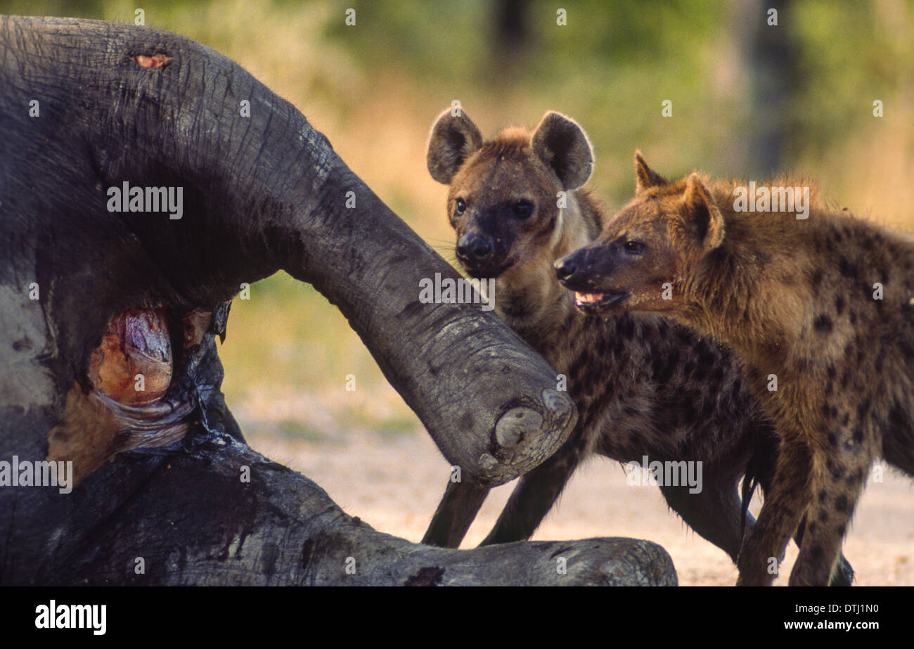 ZWEI HYÄNEN ESSEN EINEN ELEFANTEN TÖTEN IM ETOSHA PARK NAMIBIA Stockfoto