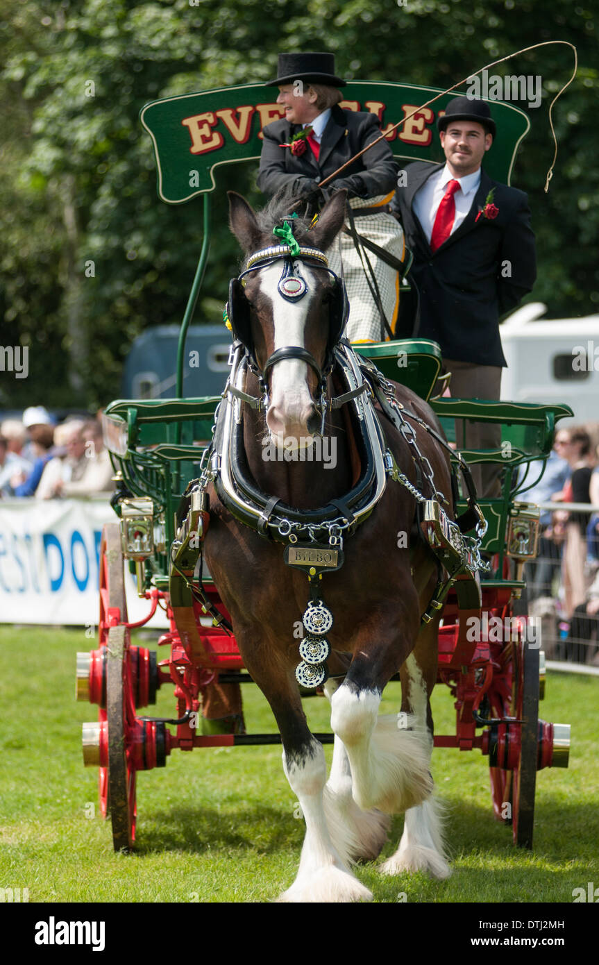 Portraitbild der "schweren" Pferde ziehen einen Wagen/Dray an einem Land-Show in England 2012. Stockfoto