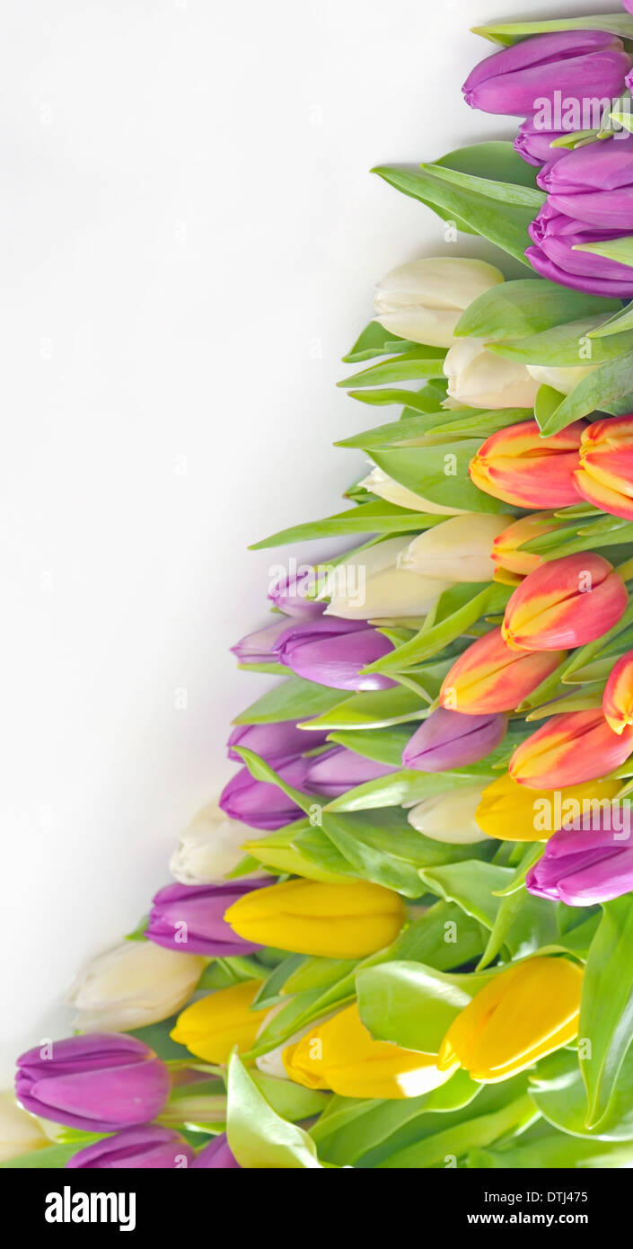 bunten Blumenstrauß frisch Tulpe isoliert Stockfoto