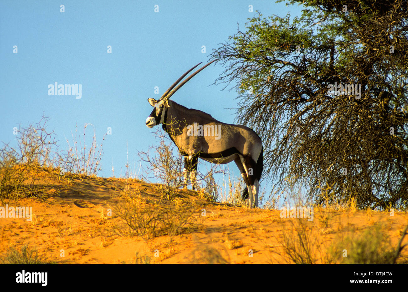 EINSAME ORYX [ORYX GAZELLA] AUF DER KALAHARI SAND DÜNE Stockfoto
