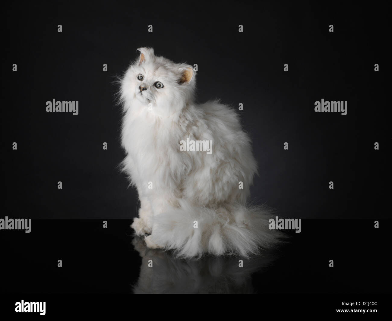 Weiße Präparatoren Katze Stockfoto
