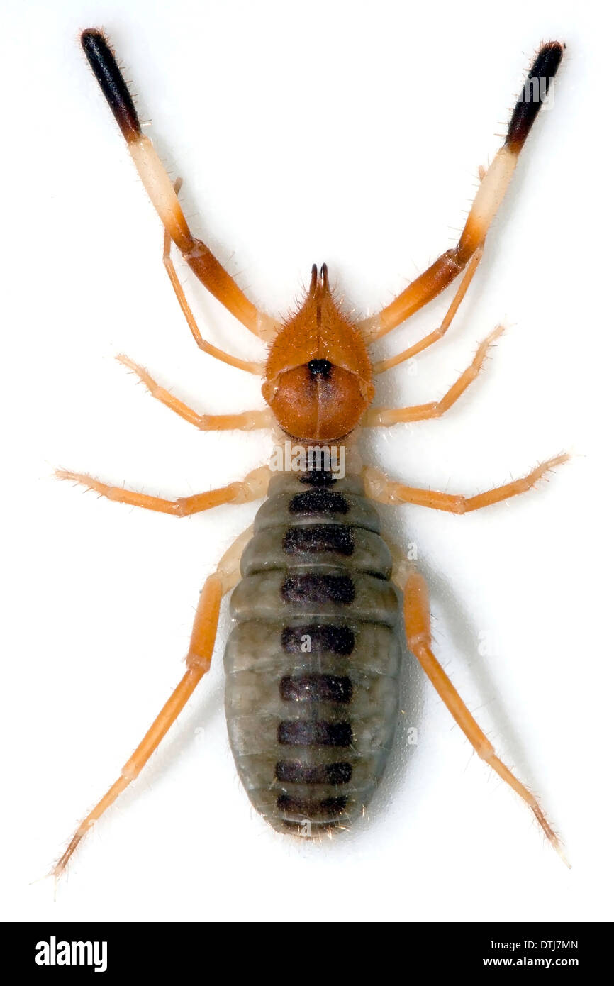 Extreme Makro-Serie Stockfoto