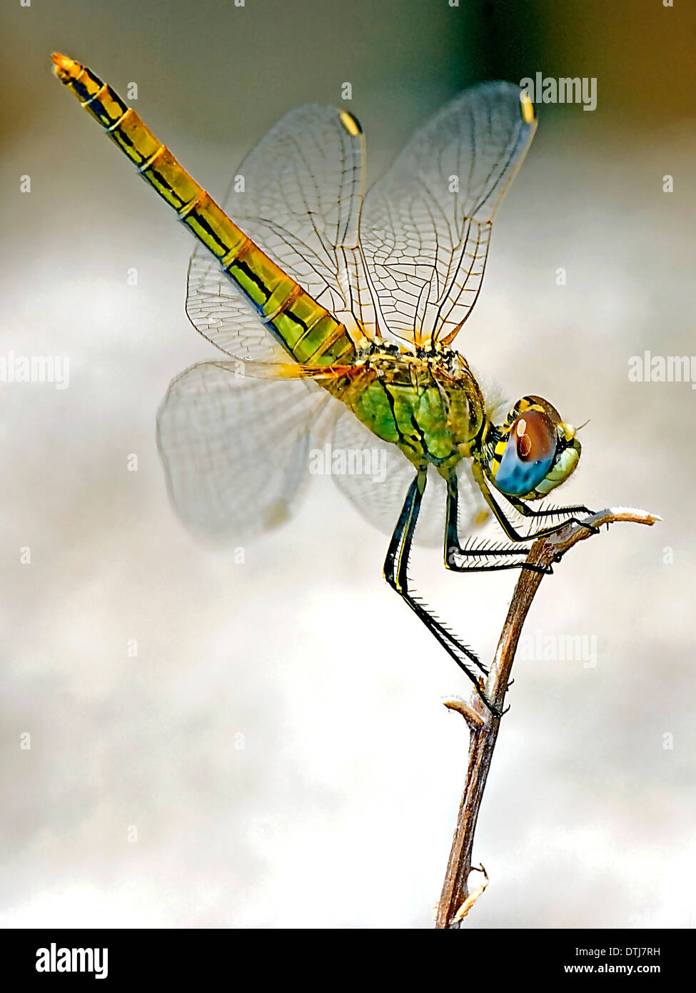 Extreme Makro-Serie Stockfoto