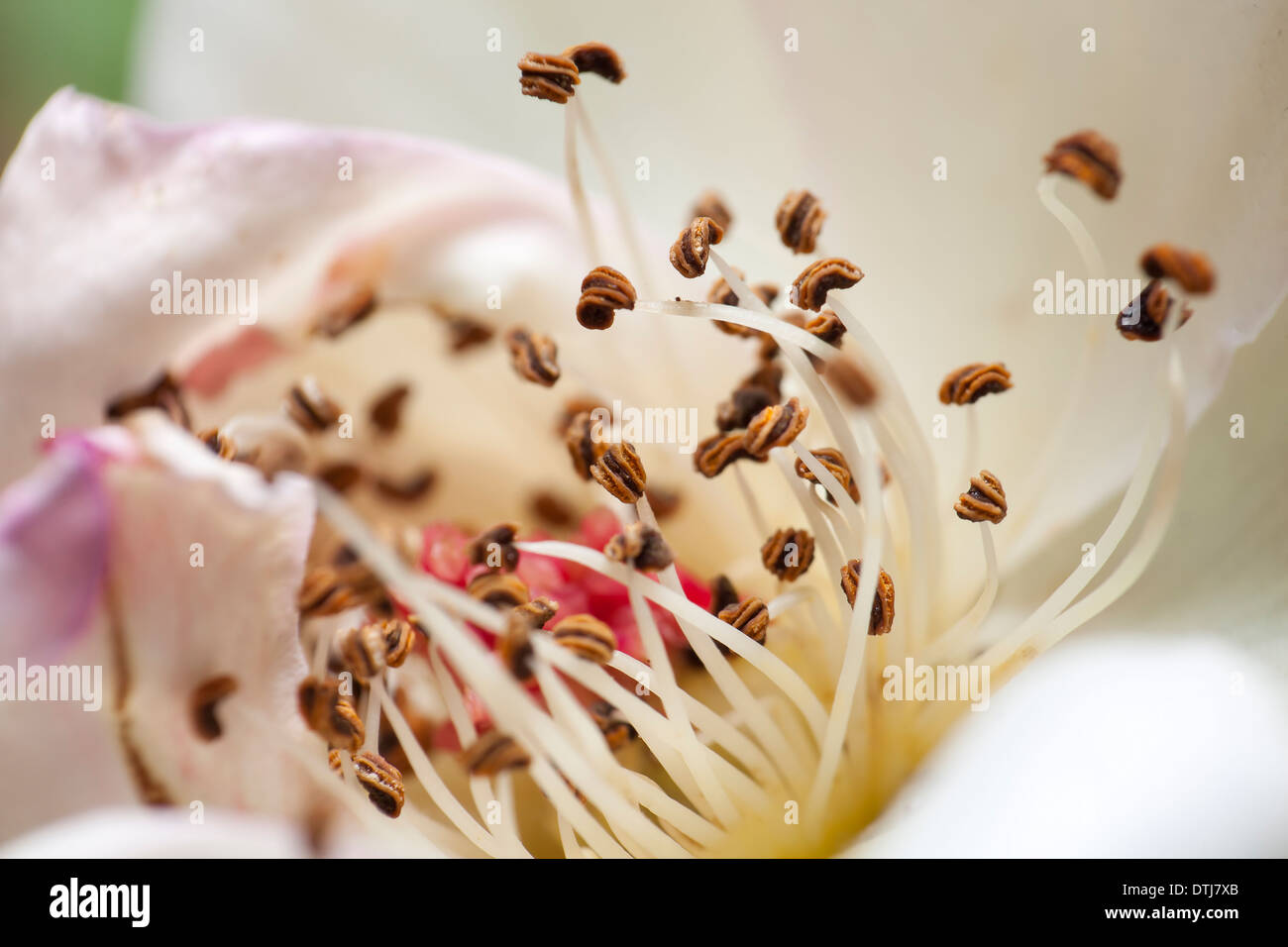 Blumen aus der Türkei Stockfoto