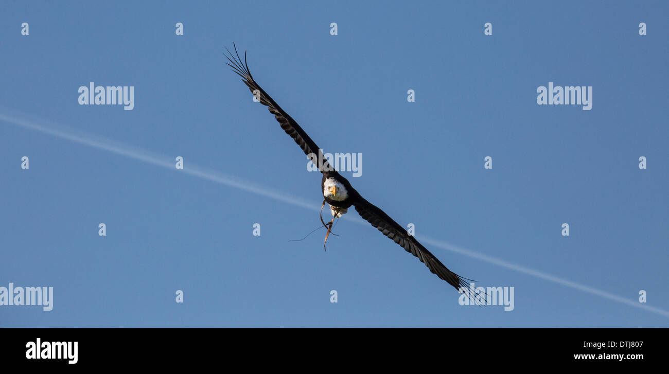 Gold Eagle Überqueren einer Vapor Trail in einer blauen Himmel Stockfoto