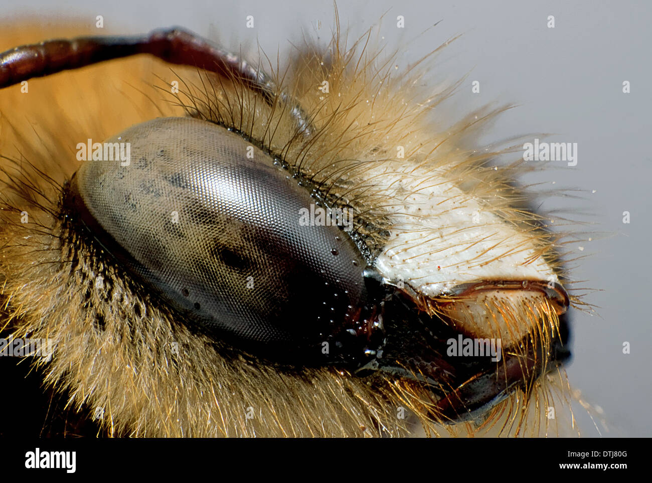 Extreme Makro-Serie Stockfoto