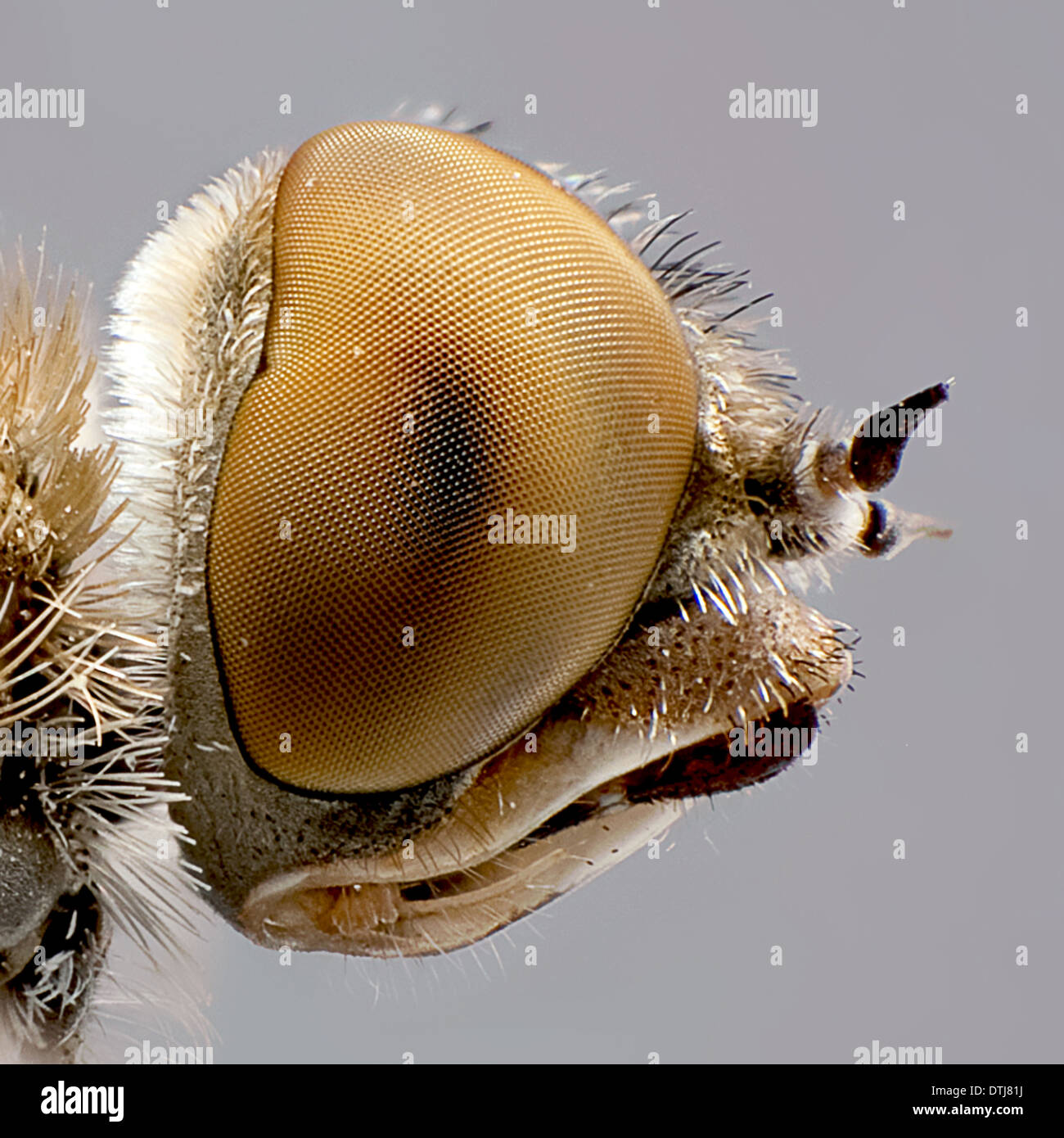 Extreme Makro-Serie Stockfoto