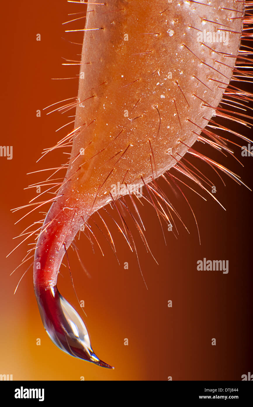 Extreme Makro-Serie Stockfoto