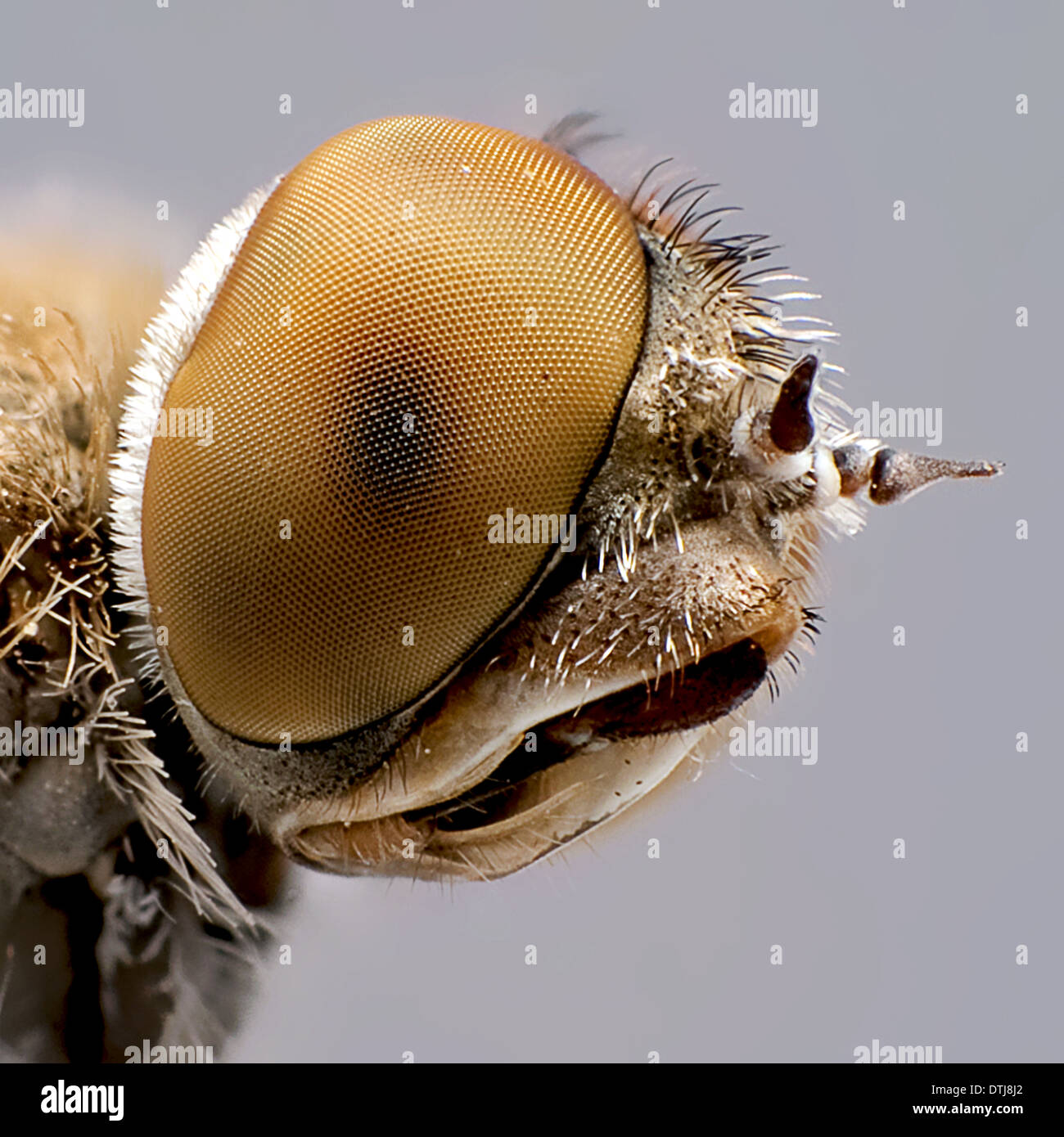 Extreme Makro-Serie Stockfoto