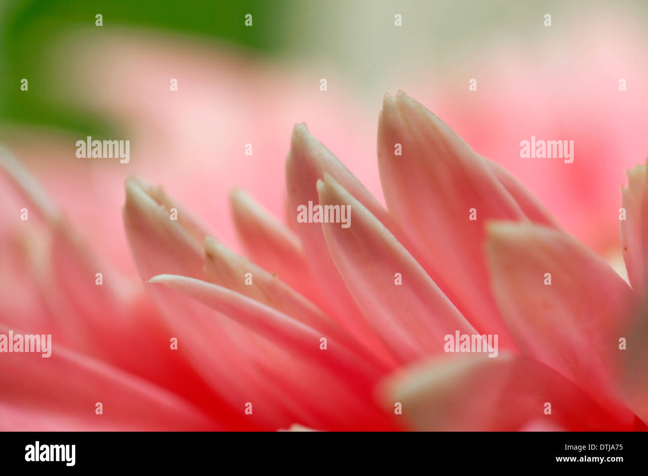 Makroaufnahmen von Blumen Stockfoto