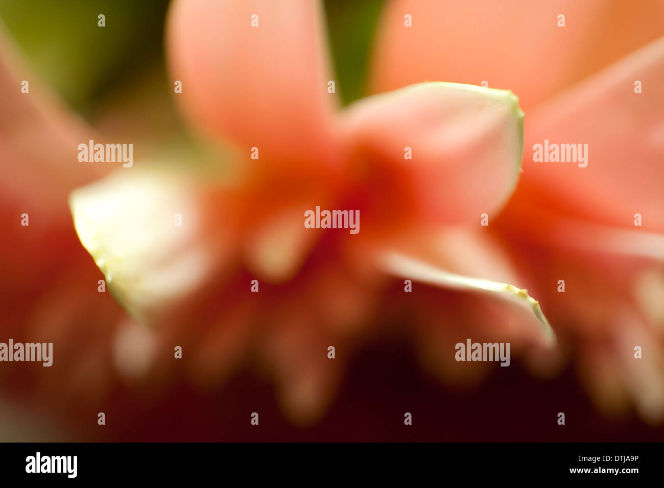 Makroaufnahmen von Blumen Stockfoto