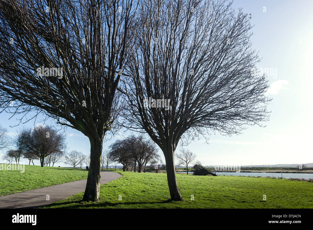 Zwei Bäume in einem Park. Stockfoto