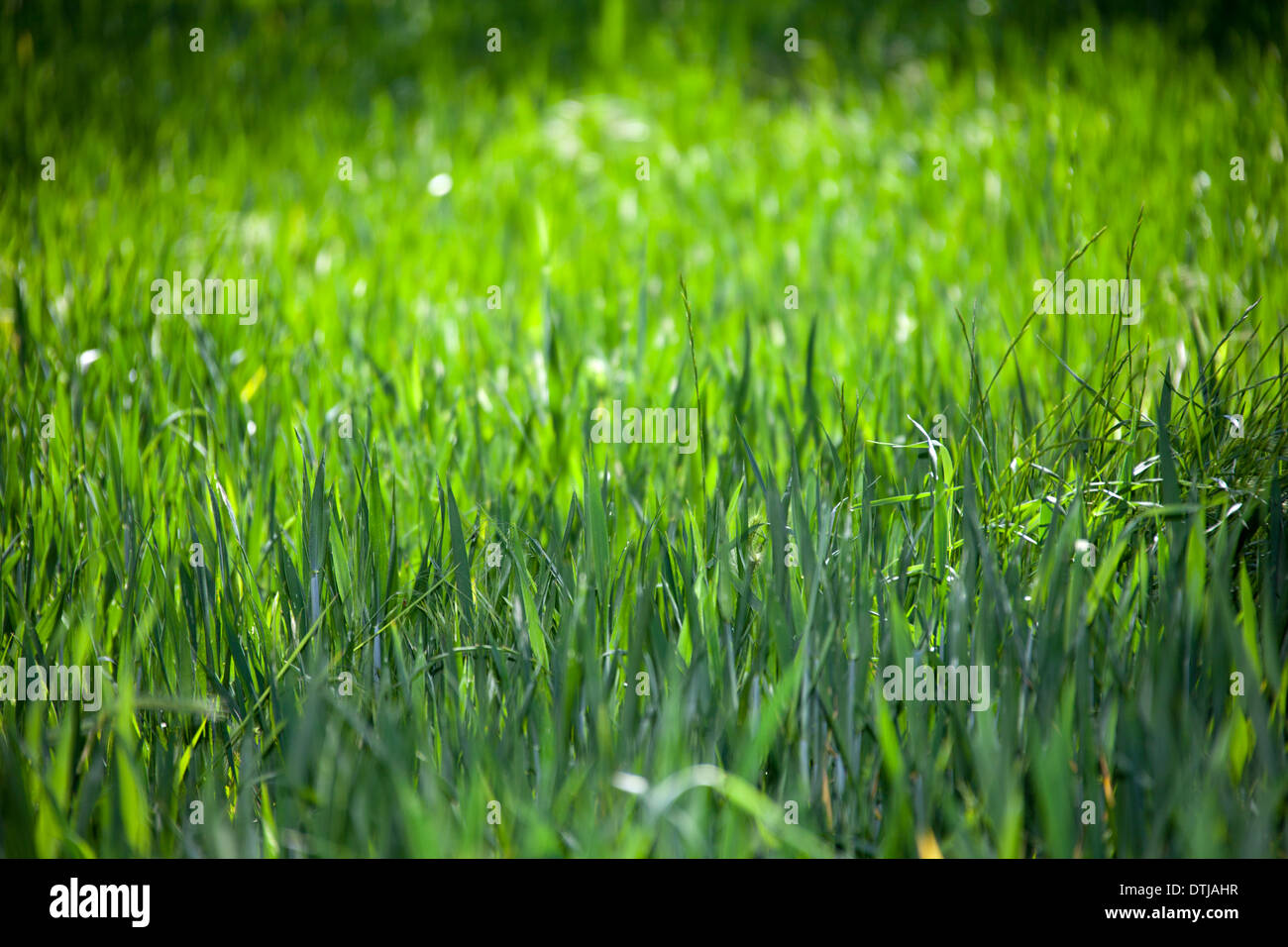 Makroaufnahmen von Blumen Stockfoto