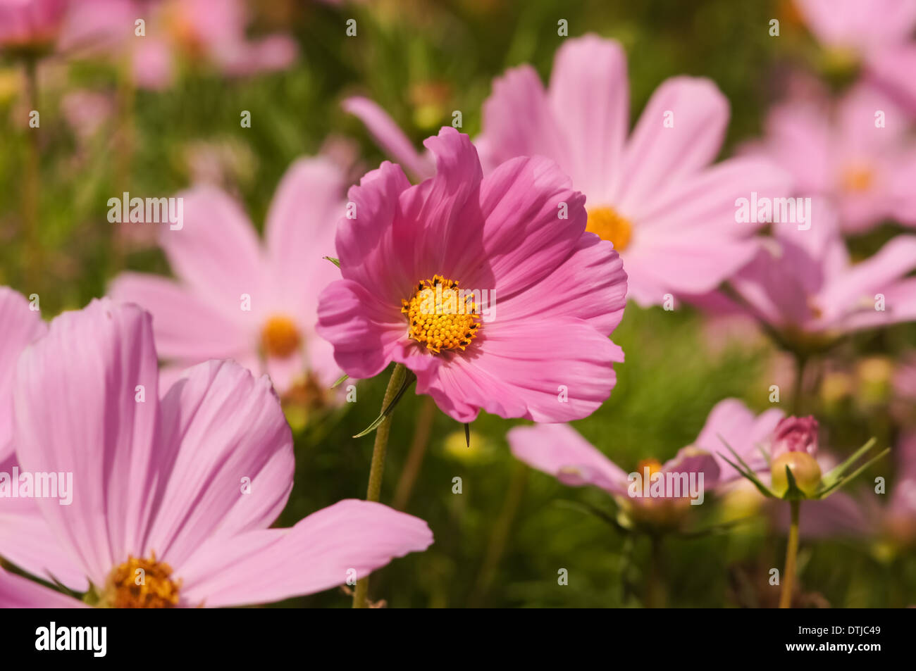 Rosa Cosmos Bipinnatus Blumen (Garten Kosmos oder Mexikanischen aster oder Klicken Sie Preiselbeeren) in voller Blüte Stockfoto