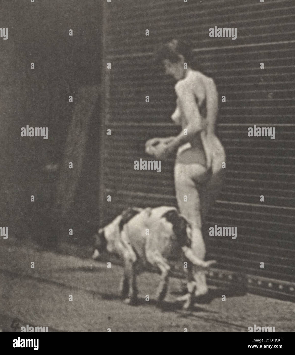 Eine Frau wird gezeigt, wie sie einen Hund in einer offenen, natürlichen Haltung füttert. Das Foto zeigt einen Moment der Interaktion zwischen Frau und Tier. Stockfoto