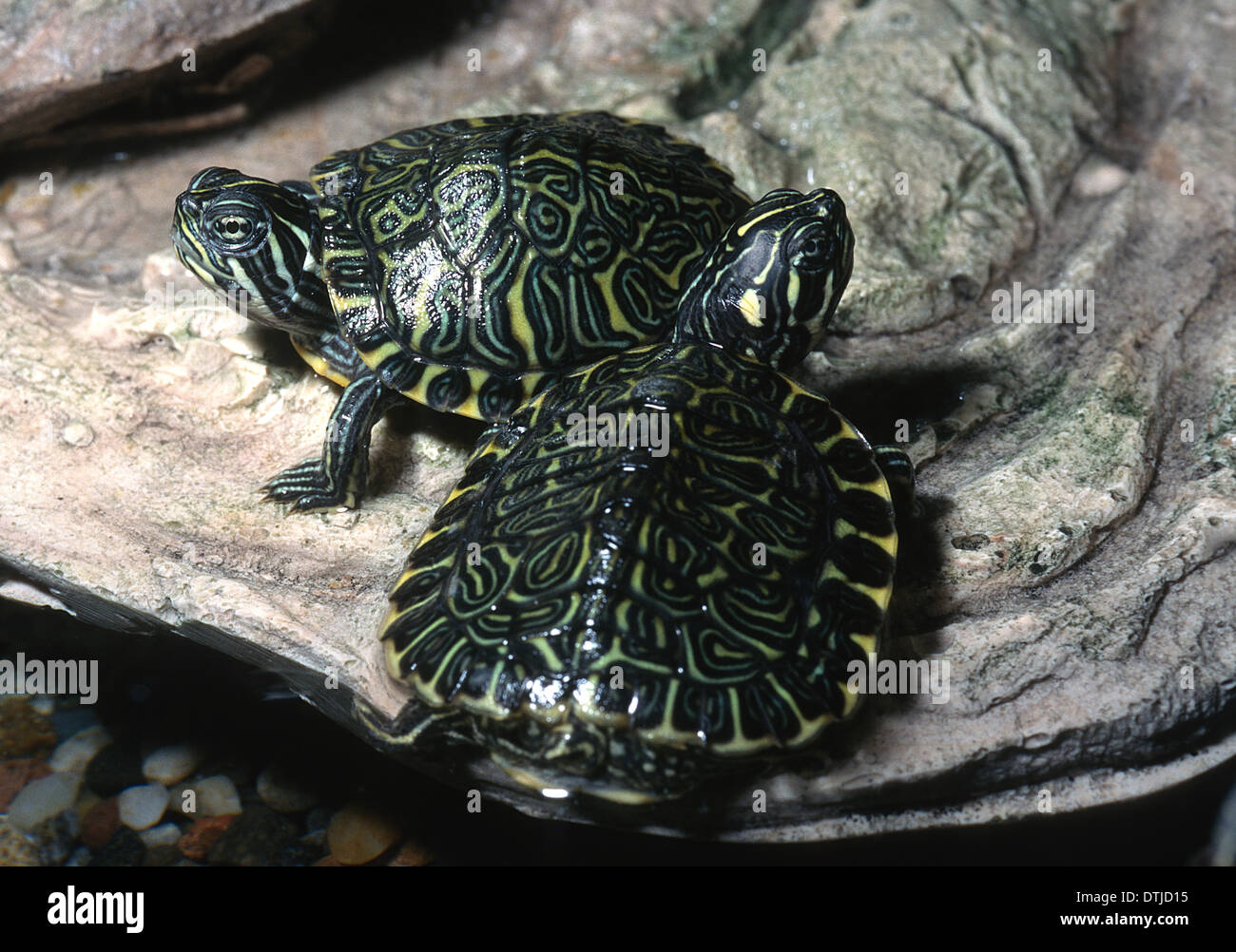 Fluss Cooter Pseudemys Concinna Emydidae, Usa Stockfoto