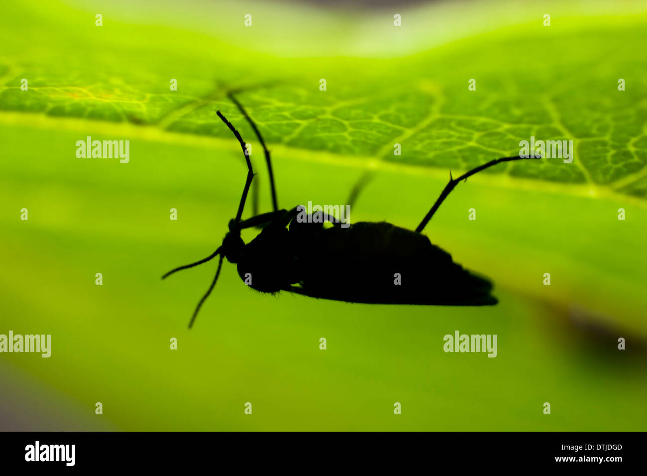 grünes Blatt von einem Feigenbaum Stockfoto