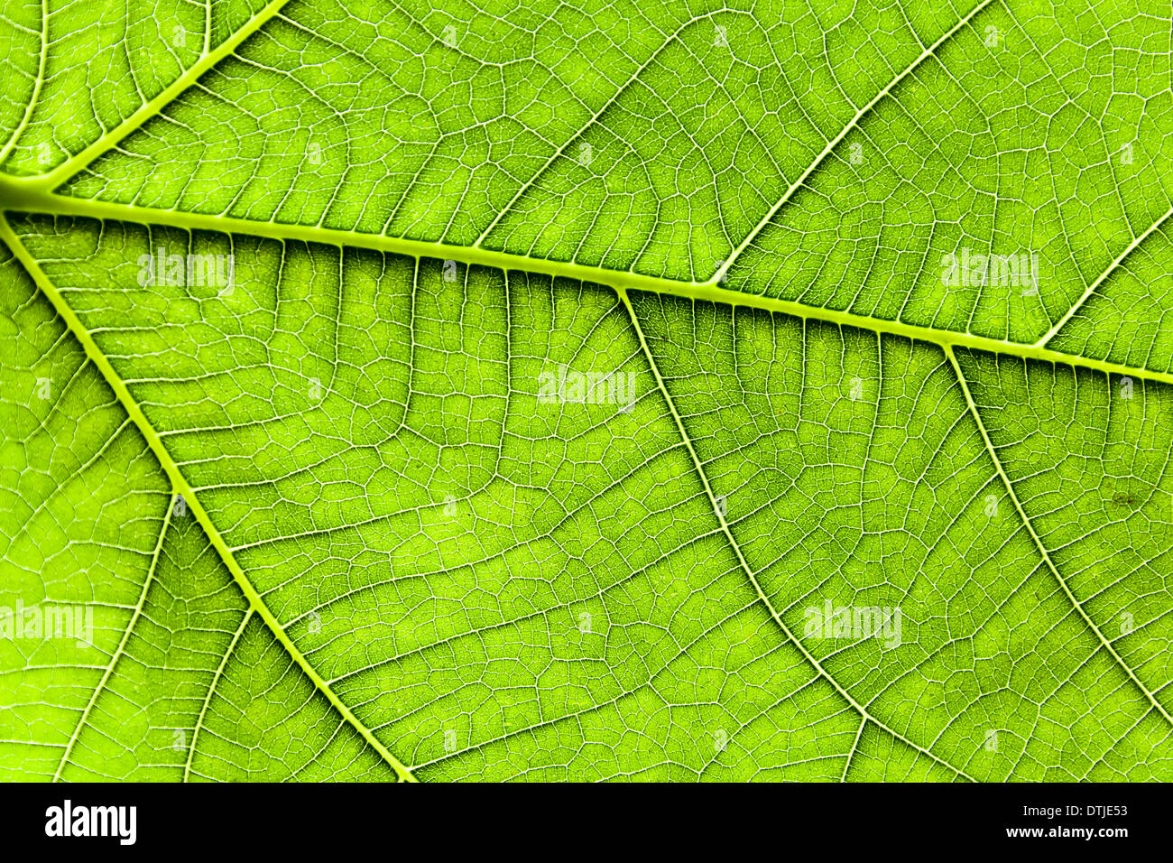 grünes Blatt von einem Feigenbaum Stockfoto