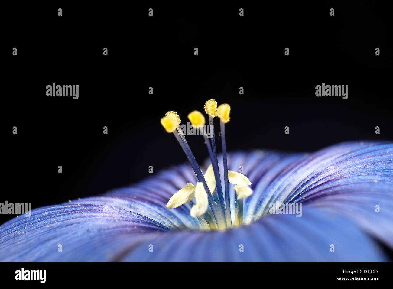 Blumen aus der Türkei Stockfoto