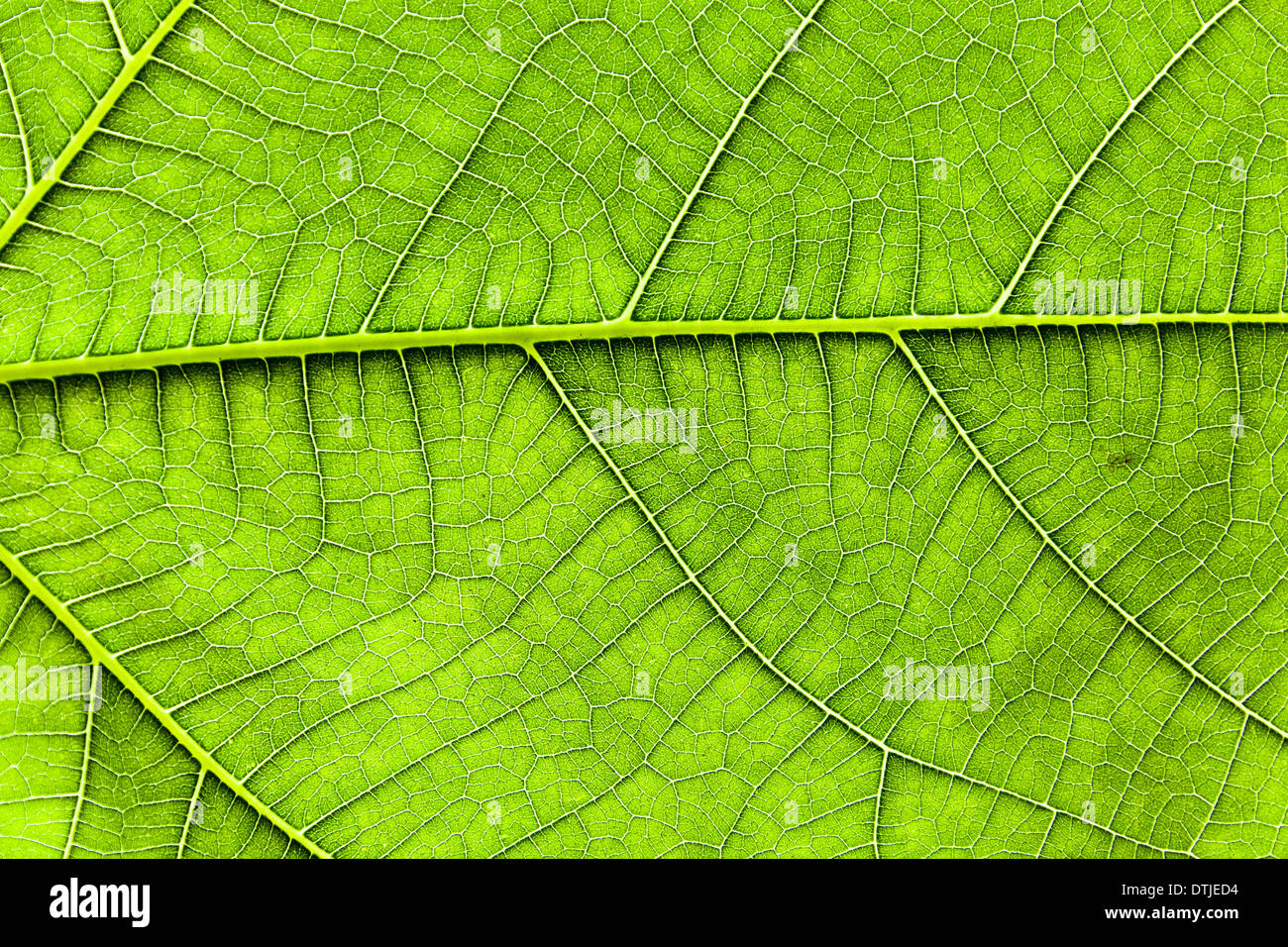 grünes Blatt von einem Feigenbaum Stockfoto