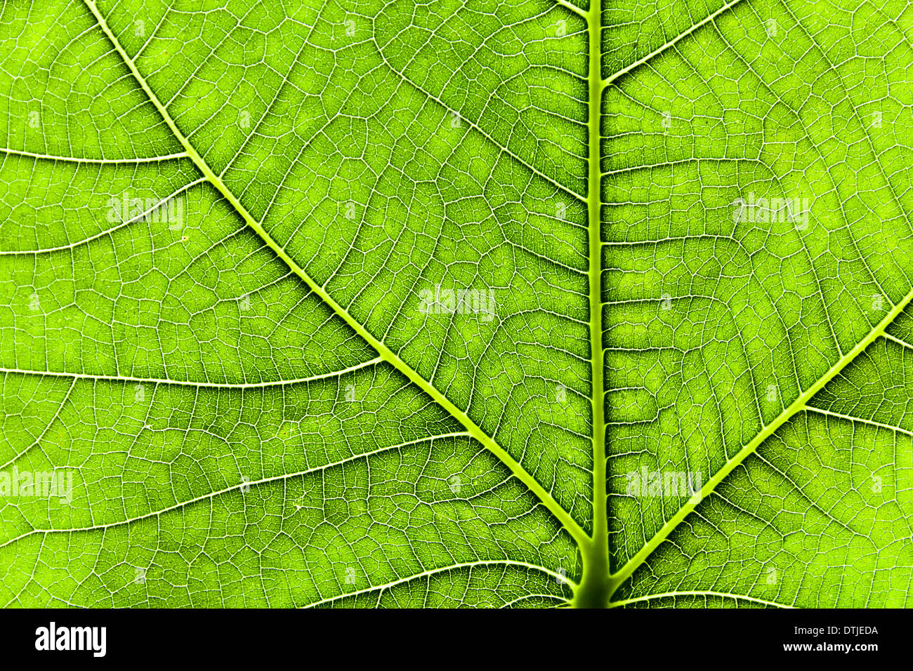 grünes Blatt von einem Feigenbaum Stockfoto