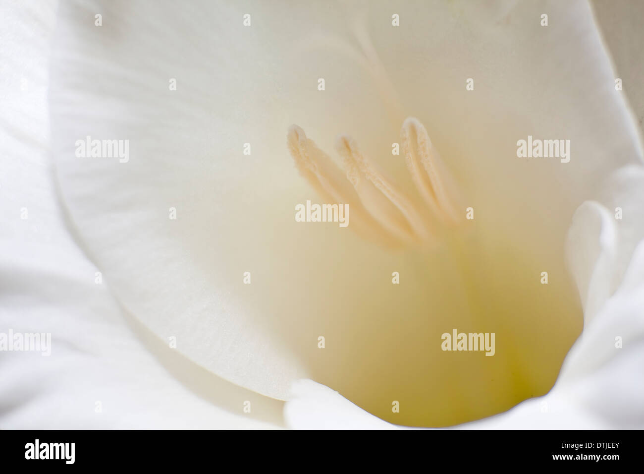 Blumen aus der Türkei Stockfoto