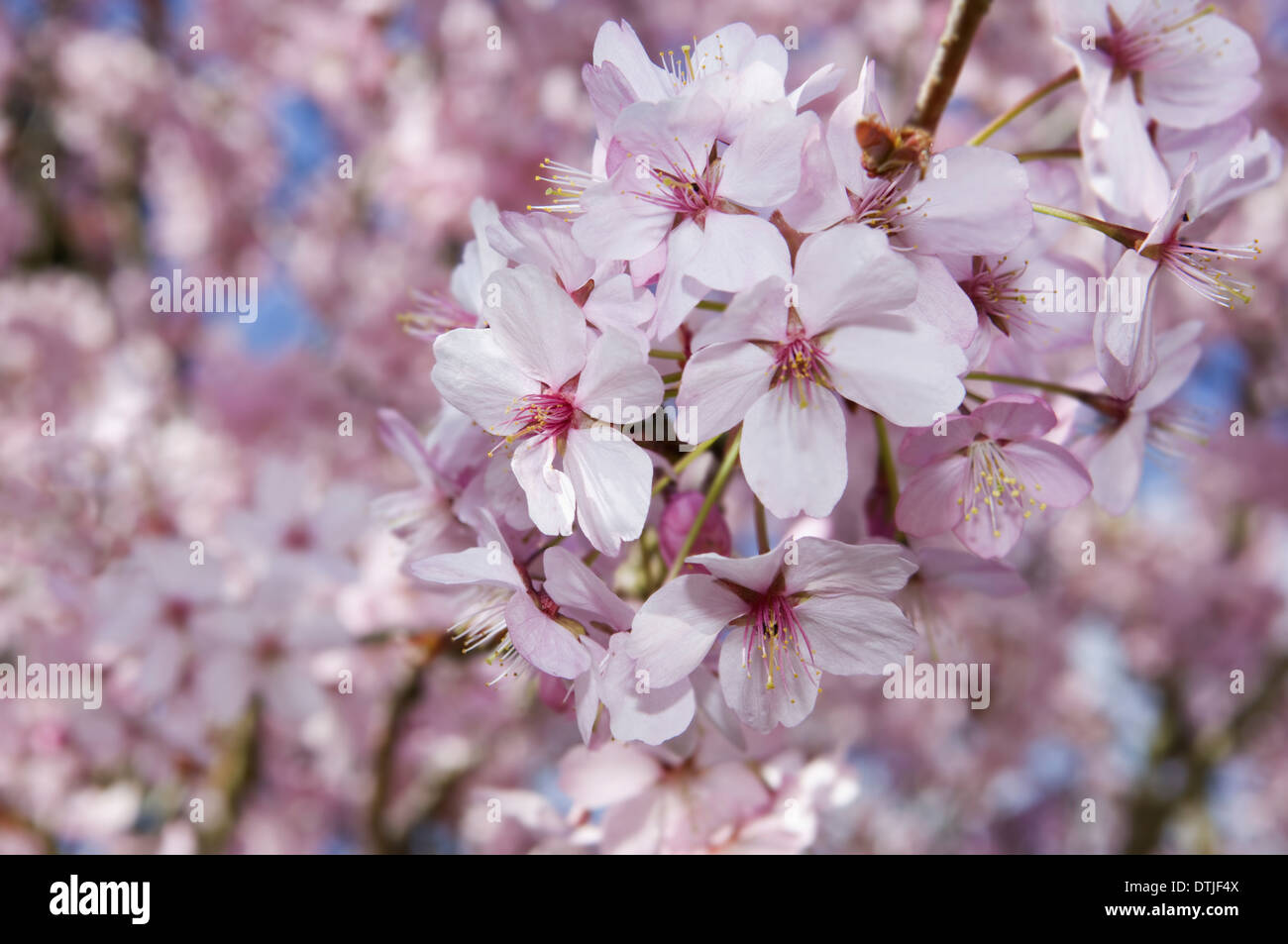 Kirschblüten auf einen Baum, Gloucestershire, England Stockfoto