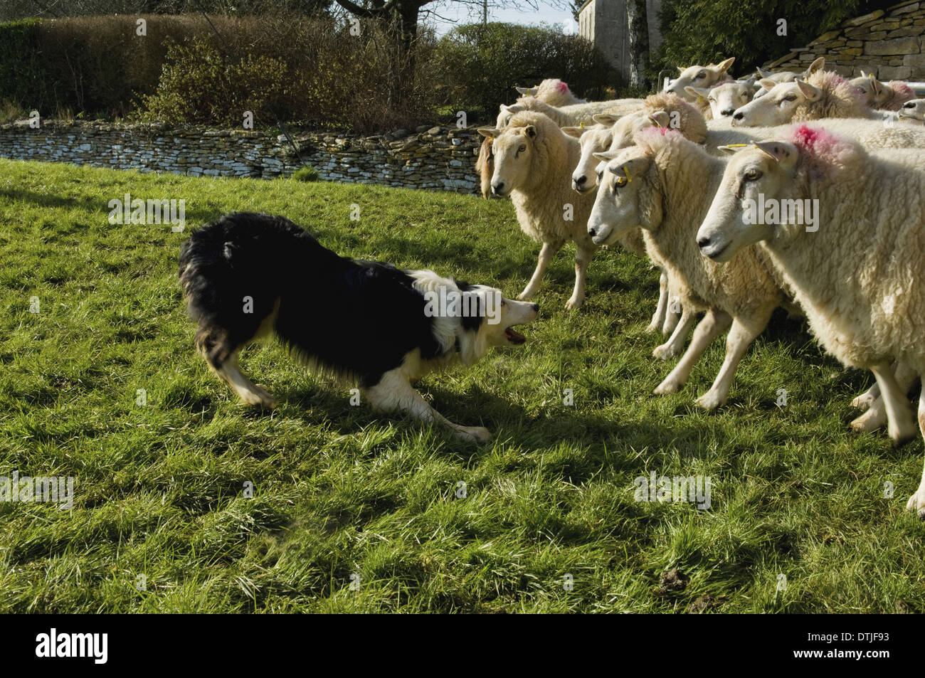 Arbeitet eine kleine Herde von Schafen Gloucestershire England Sheepdog Stockfoto