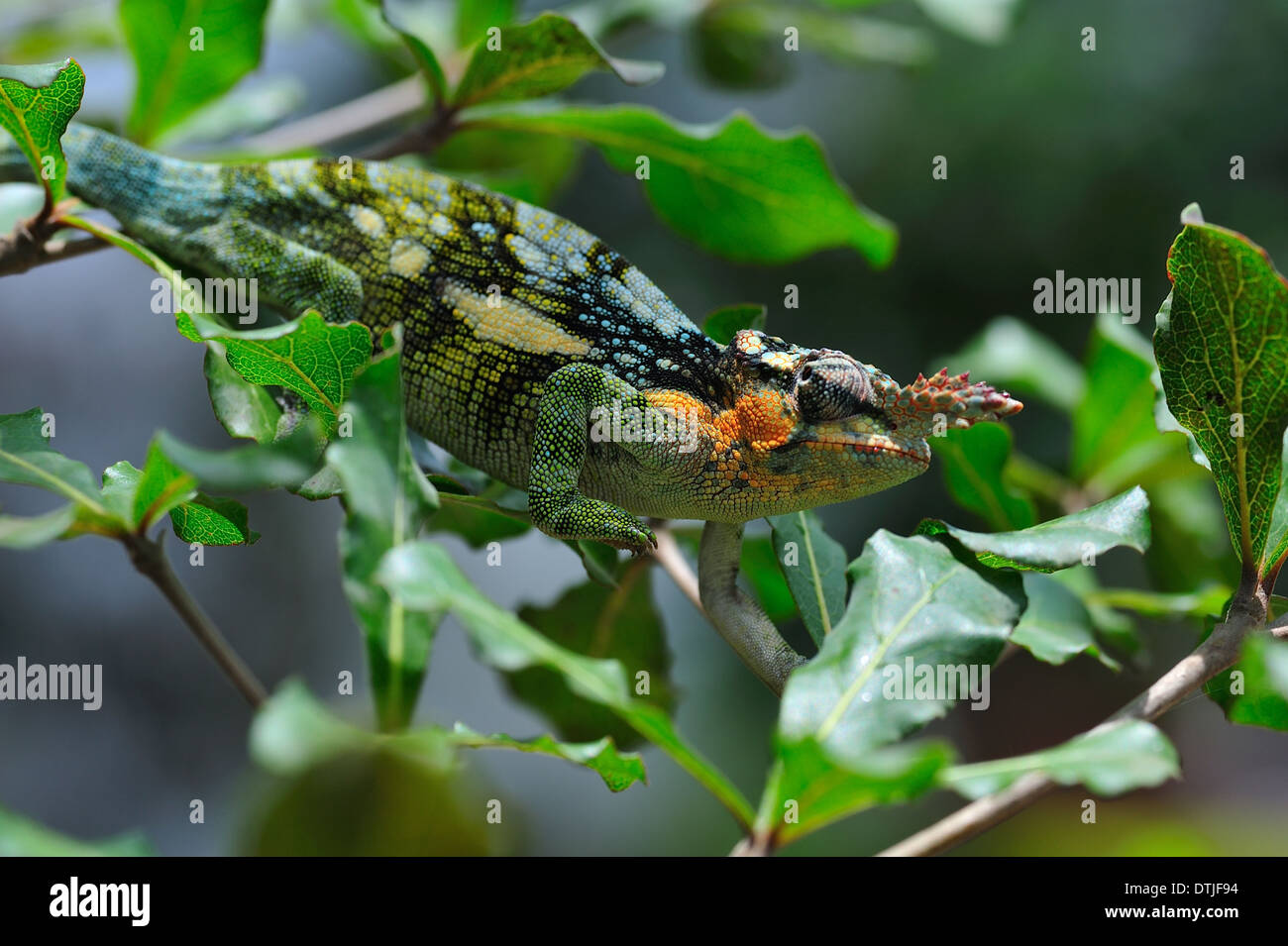 Zwei-gehörnte Chamäleon stalking durch Laub auf der Jagd nach Insekten Stockfoto