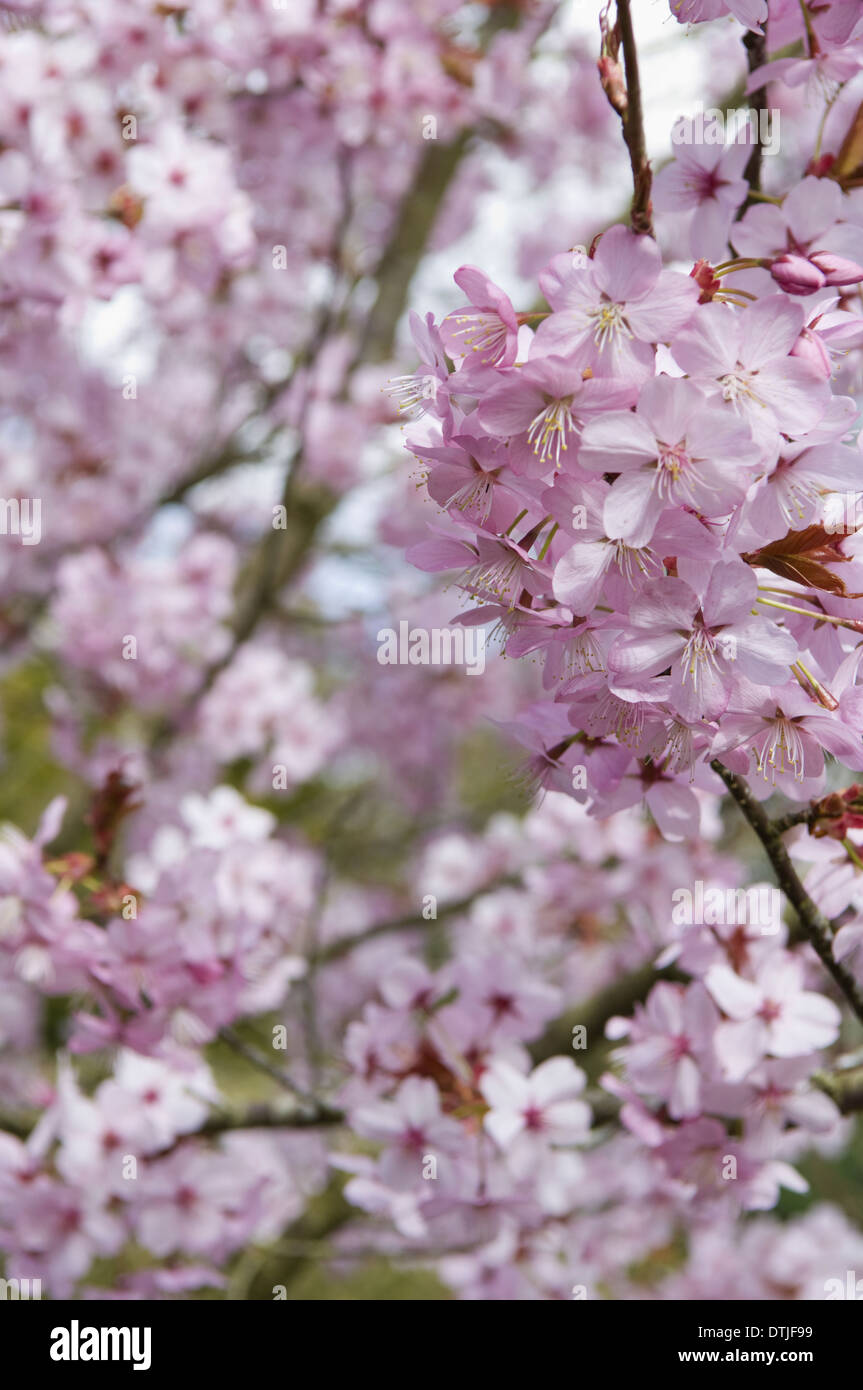 Kirschblüten auf einen Baum, Gloucestershire, England Stockfoto