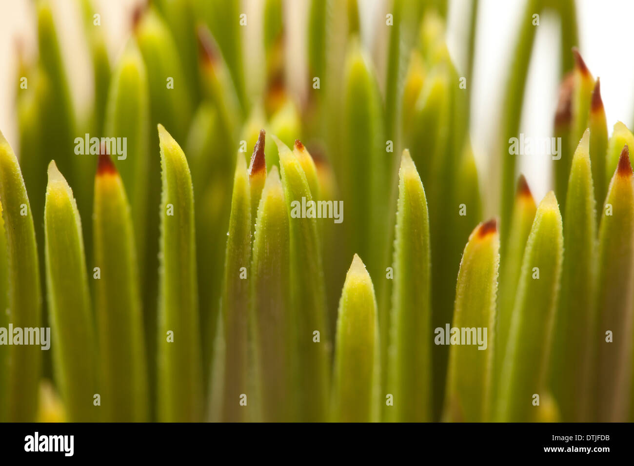 Makroaufnahmen von Blumen Stockfoto