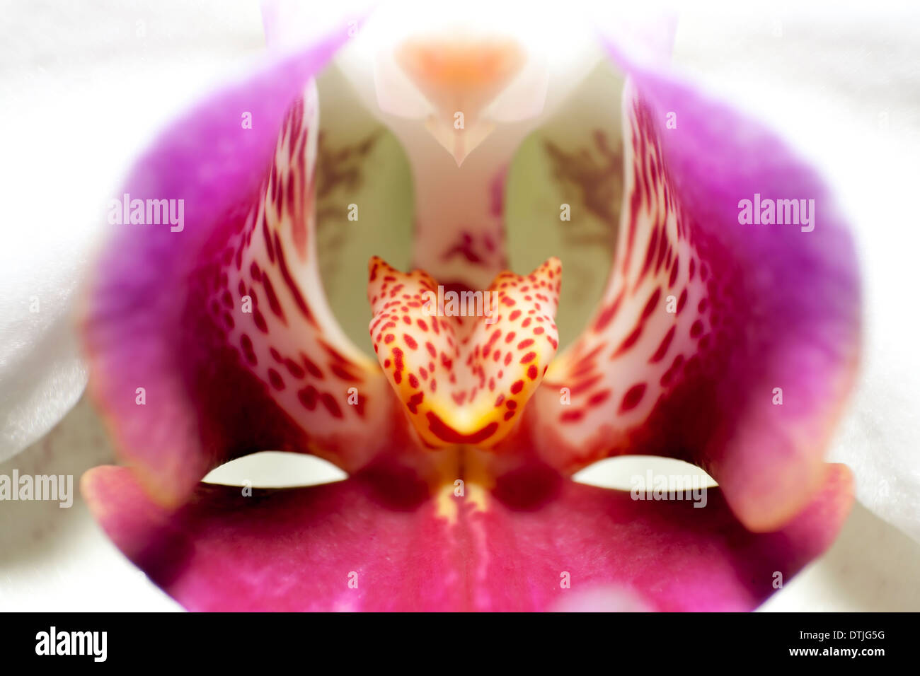 Makroaufnahmen von Blumen Stockfoto