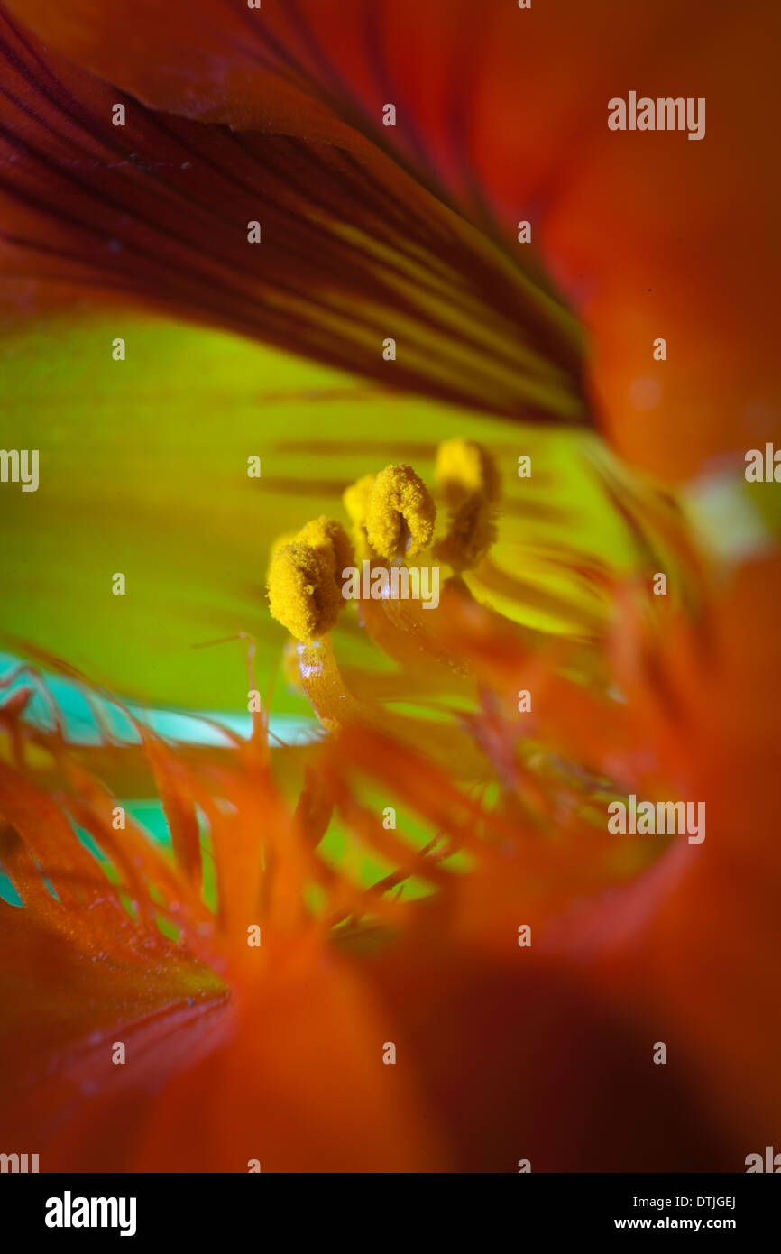 Makroaufnahmen von Blumen Stockfoto