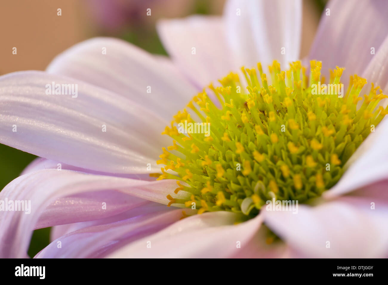 Blumen aus der Türkei Stockfoto