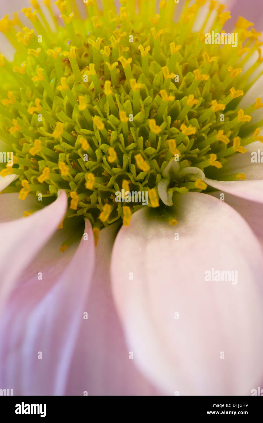 Blumen aus der Türkei Stockfoto