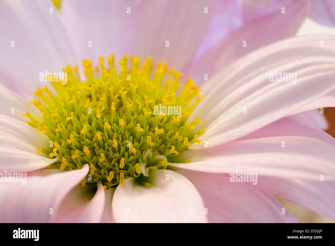 Blumen aus der Türkei Stockfoto