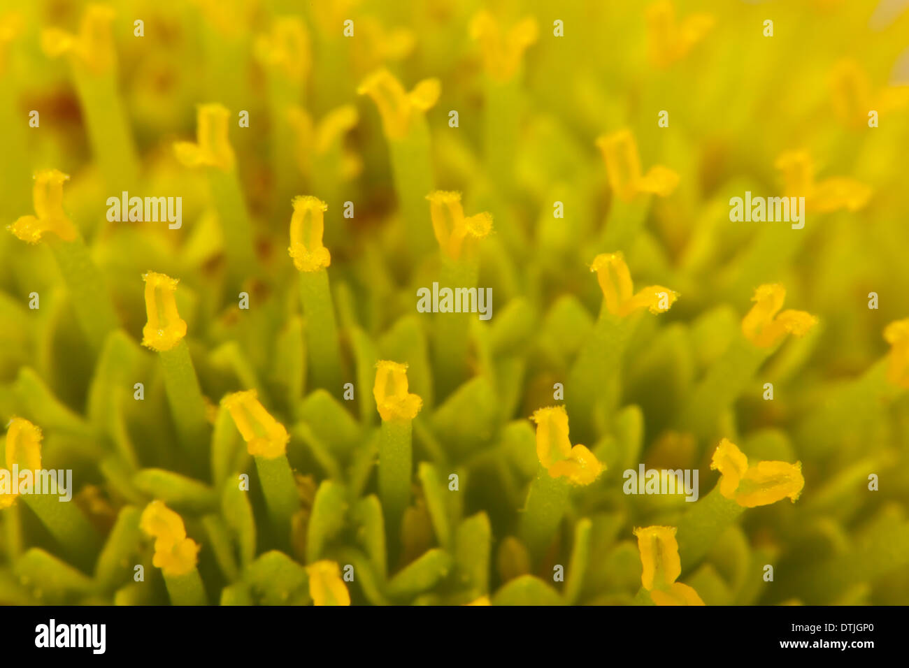 Blumen aus der Türkei Stockfoto