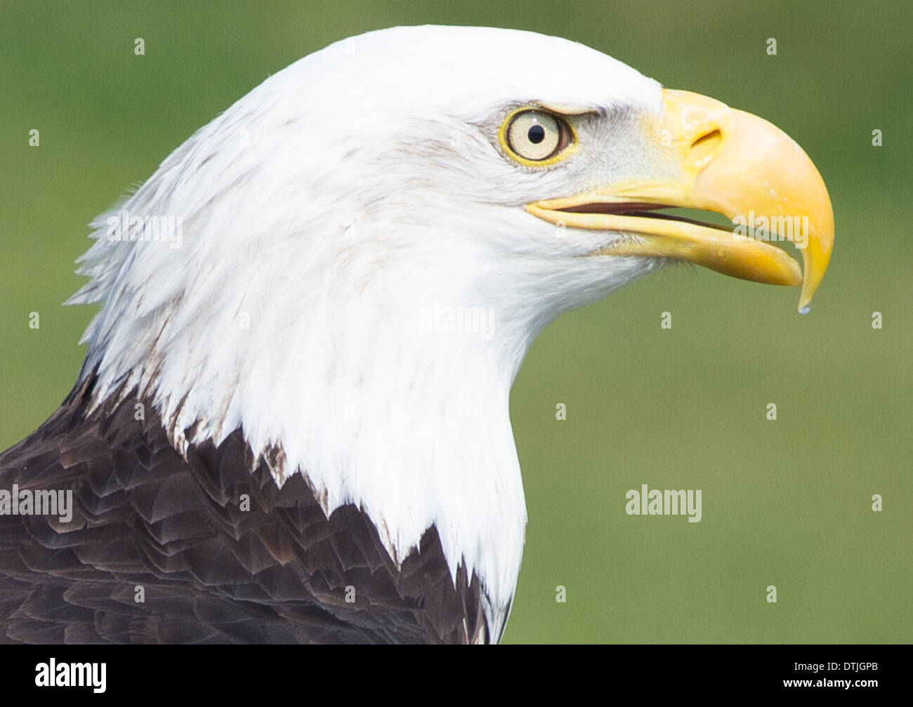 Schuss in den Kopf von einem Weißkopfseeadler hautnah Stockfoto