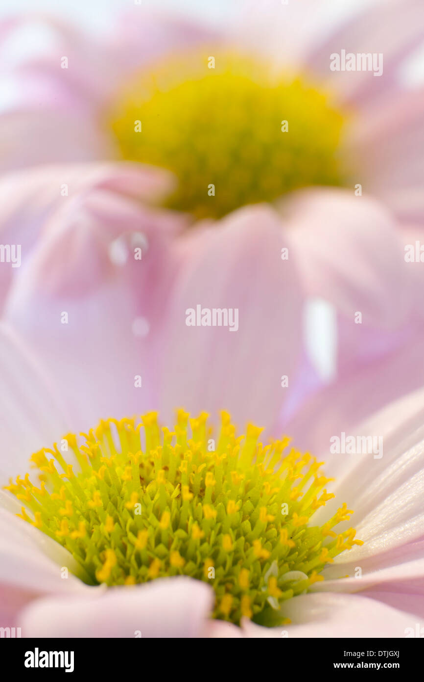 Blumen aus der Türkei Stockfoto