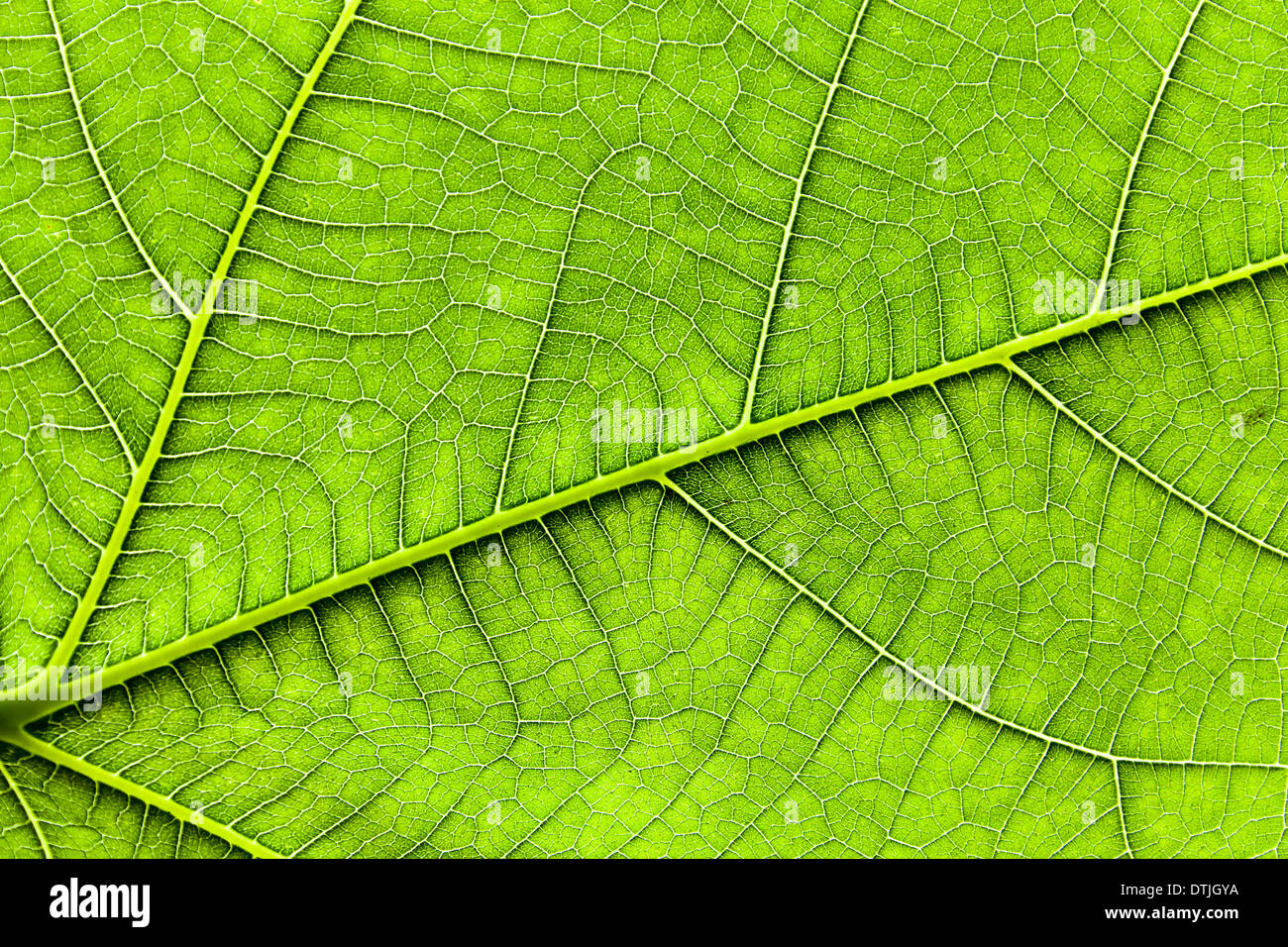 grünes Blatt von einem Feigenbaum Stockfoto