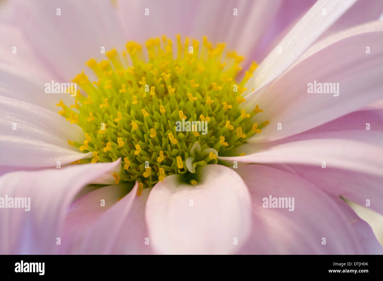 Blumen aus der Türkei Stockfoto