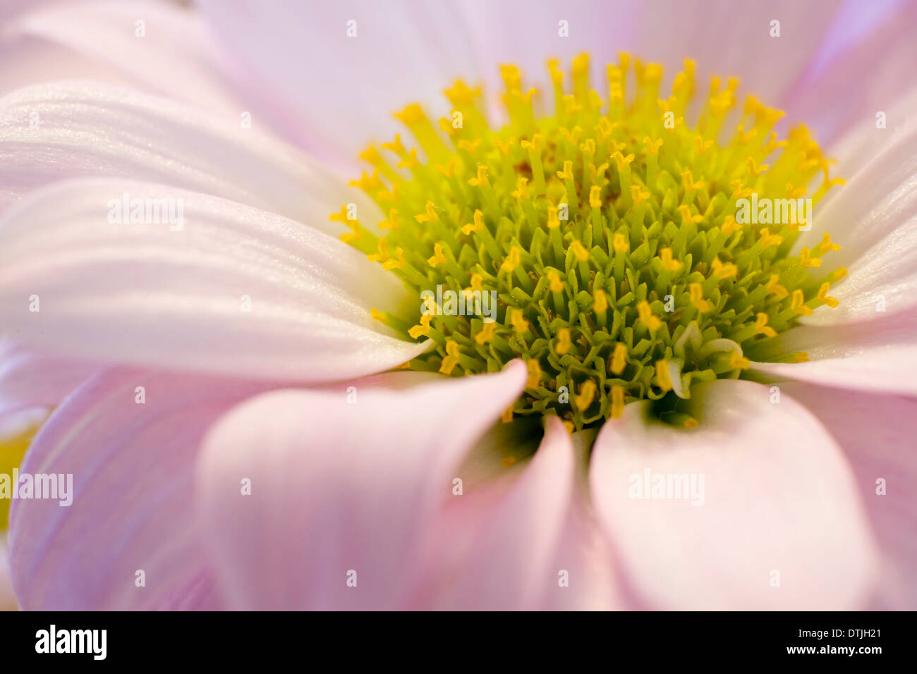 Blumen aus der Türkei Stockfoto