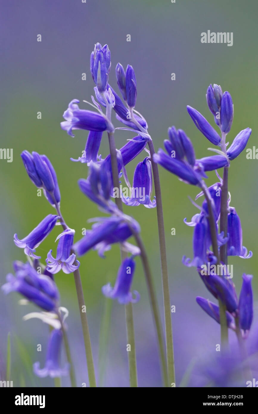 Glockenblumen (Hyacinthoides non-Scripta) Gruppe von Blumen im Frühling im Wald, England, Vereinigtes Königreich, Europa Stockfoto