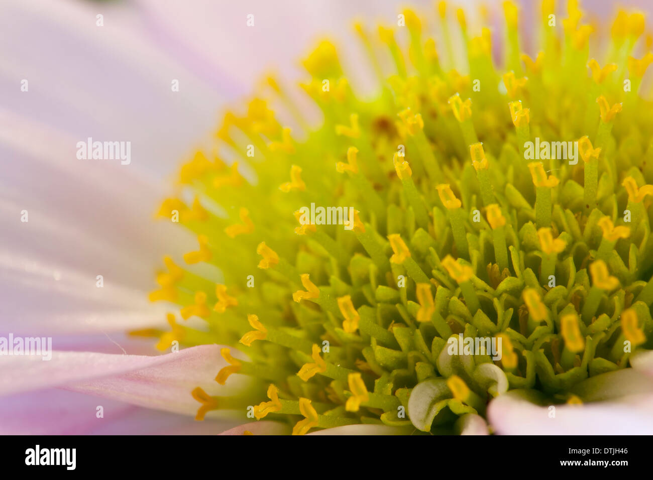 Blumen aus der Türkei Stockfoto
