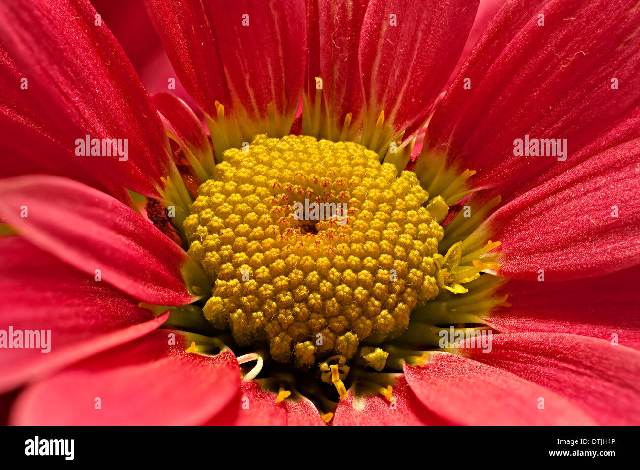 Blumen aus der Türkei Stockfoto