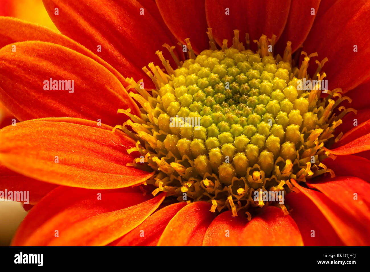 Blumen aus der Türkei Stockfoto