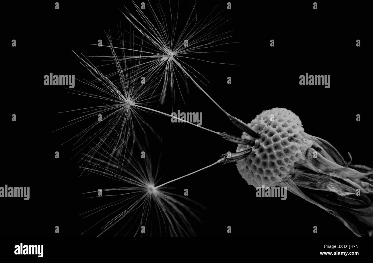 Blumen aus der Türkei Stockfoto