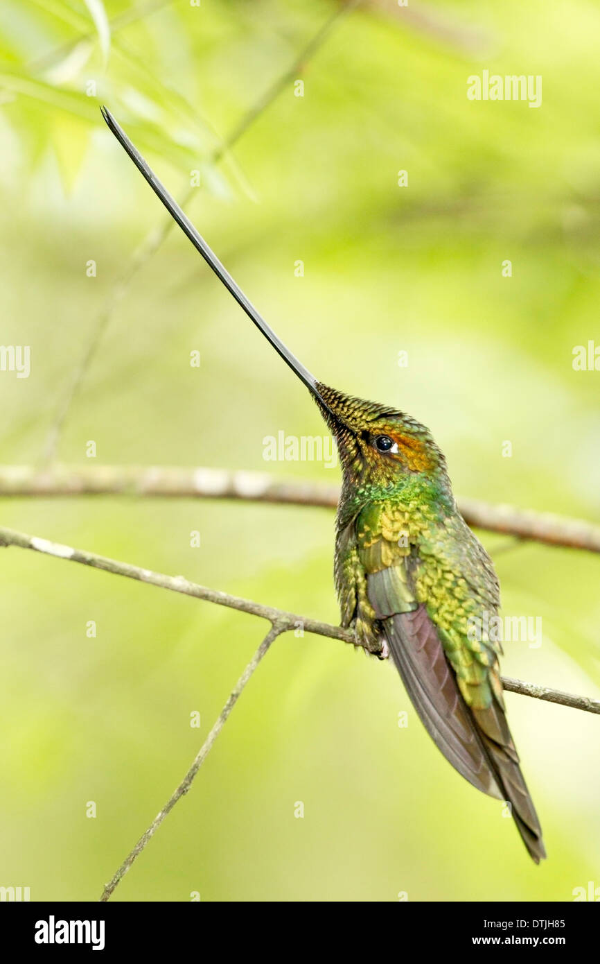 Schwert-billed Kolibri (Ensifera Ensifera) Männchen thront auf Ast im Wald, Ecuador, Südamerika Stockfoto