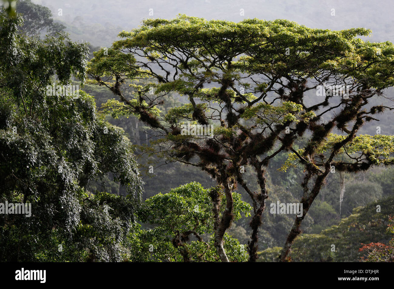 Regenwald Baldachin, San Ramon, Nicaragua Stockfoto